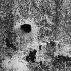 Agalloch : A Fragment (Second Phase)